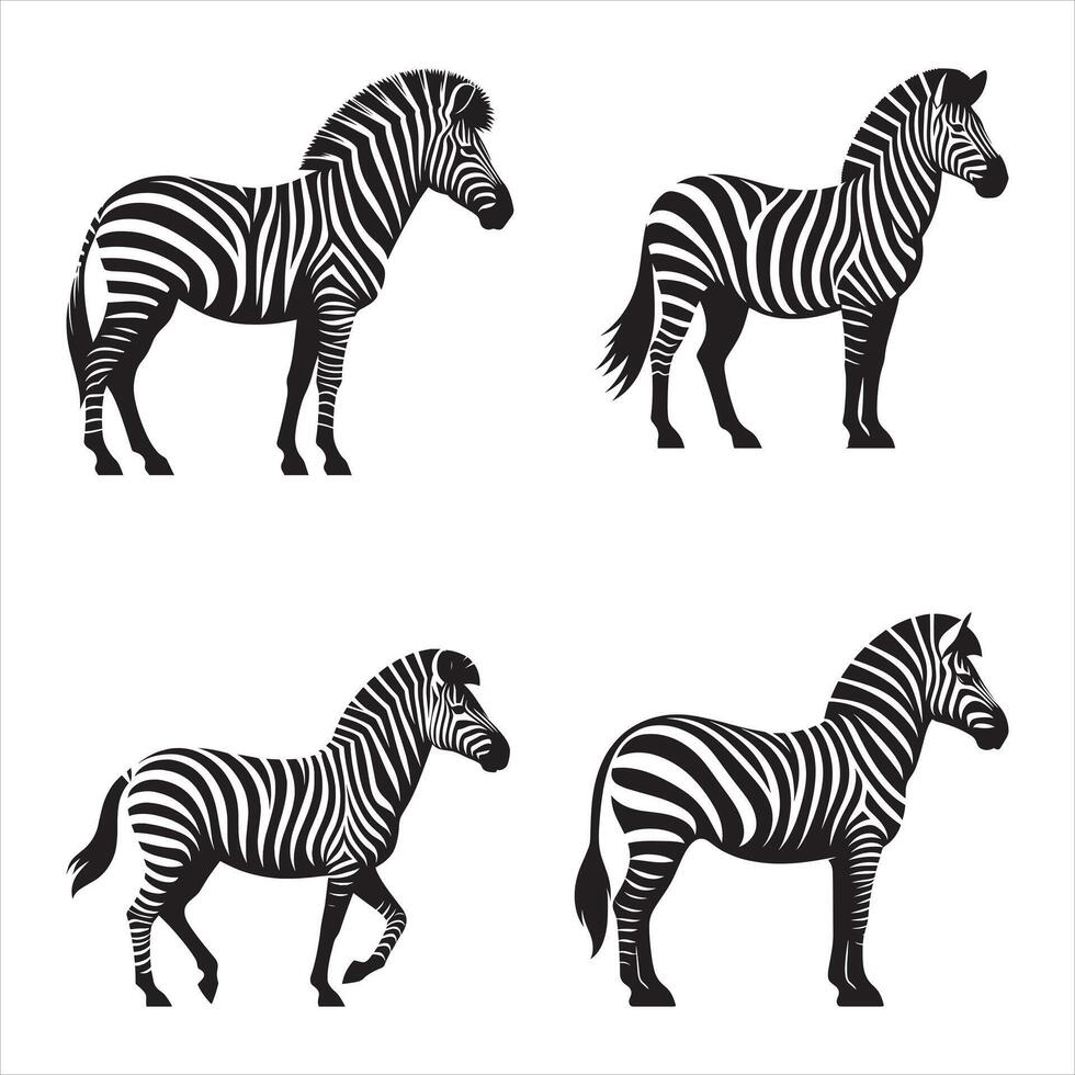 Four zebras in different poses on a white background vector