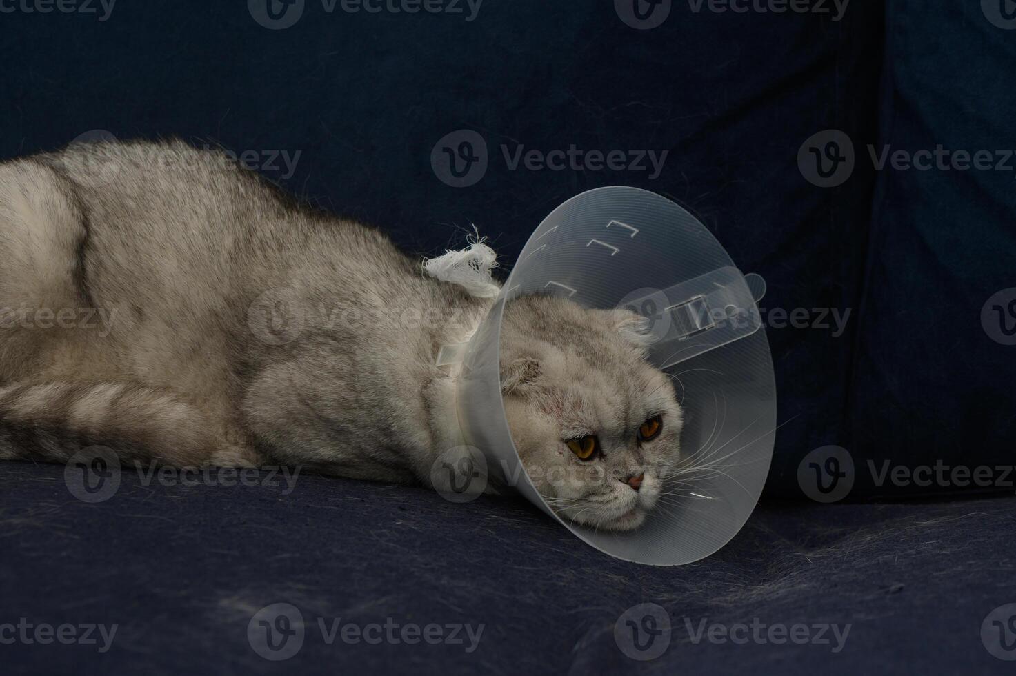 Cat wearing a cone relaxes on a couch in a cozy living room during the afternoon photo