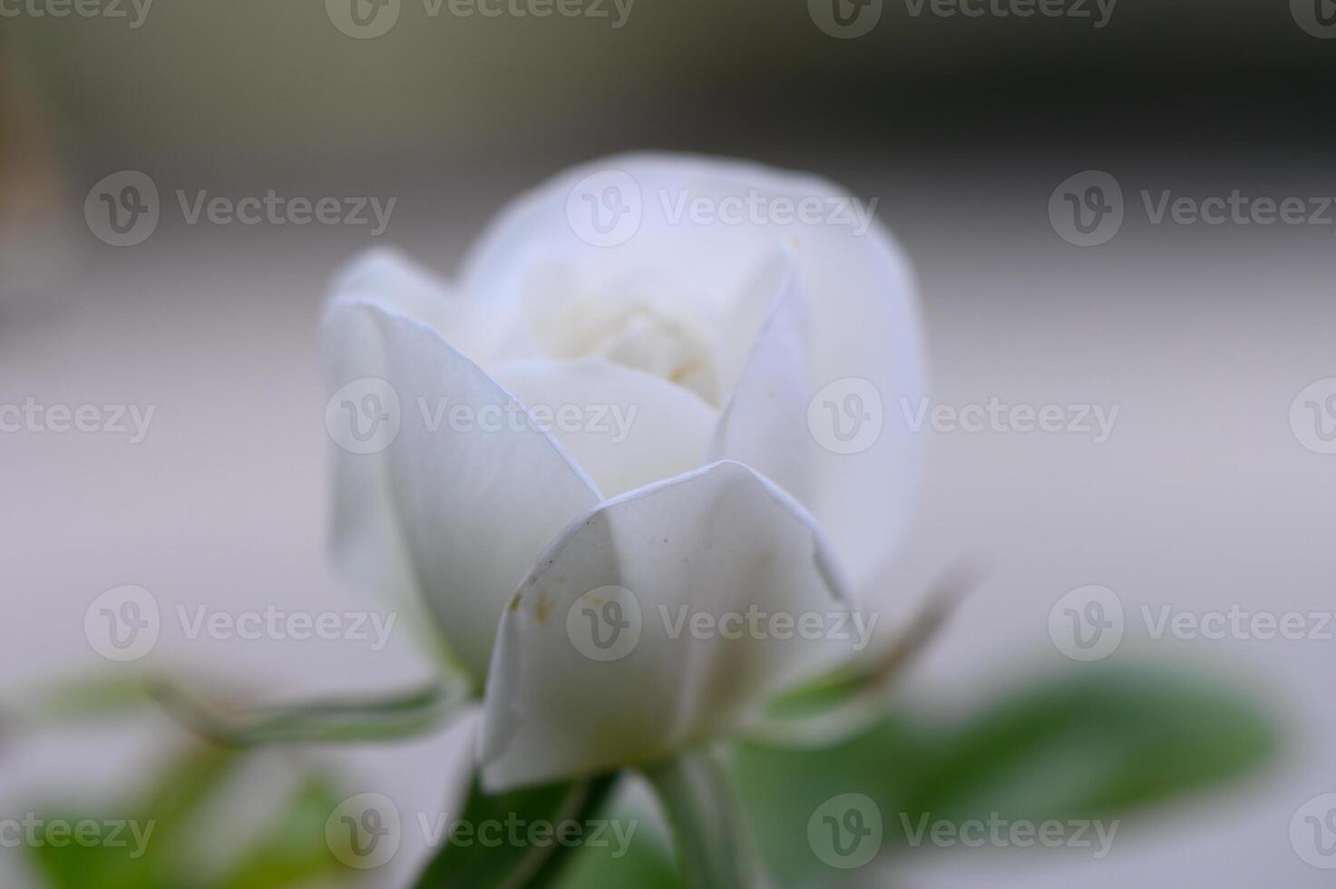 Elegant white flower blooming in soft focus captures the essence of tranquility on a serene afternoon photo