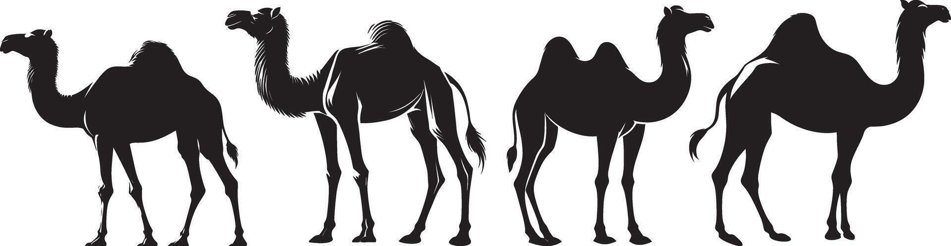 A group of camels are silhouetted against a white background vector