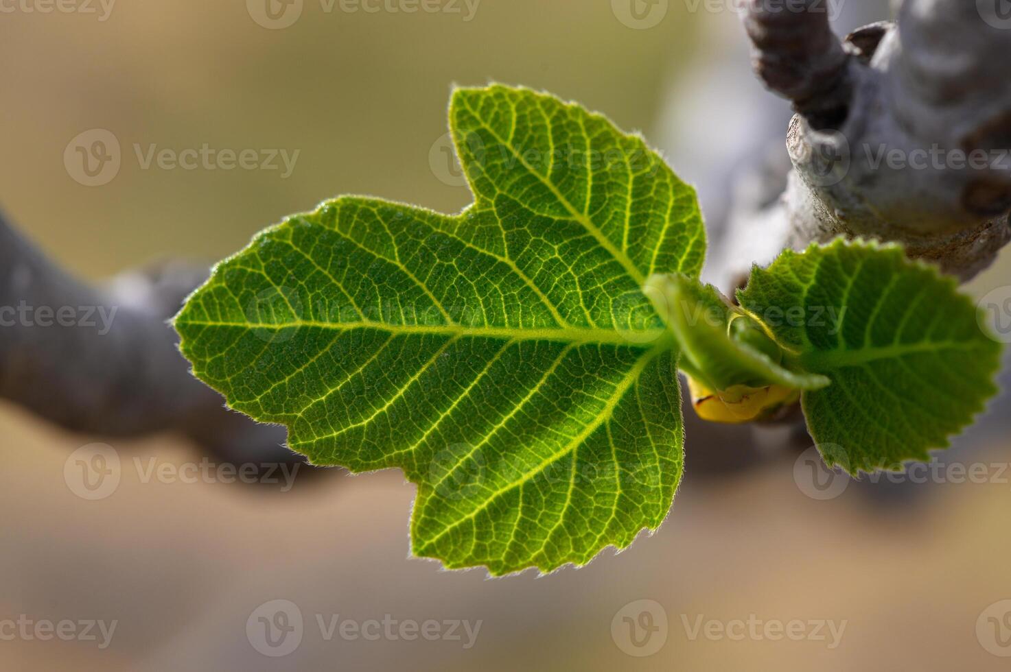 Vibrant green fig leaf emerging in spring sunlight against a rustic branch in a tranquil garden setting photo