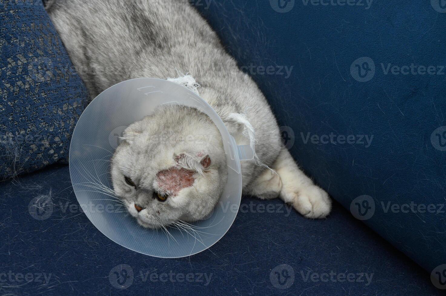 Whiskers with a cone relaxing on a cozy blue couch after a visit to the veterinarian on a sunny afternoon photo