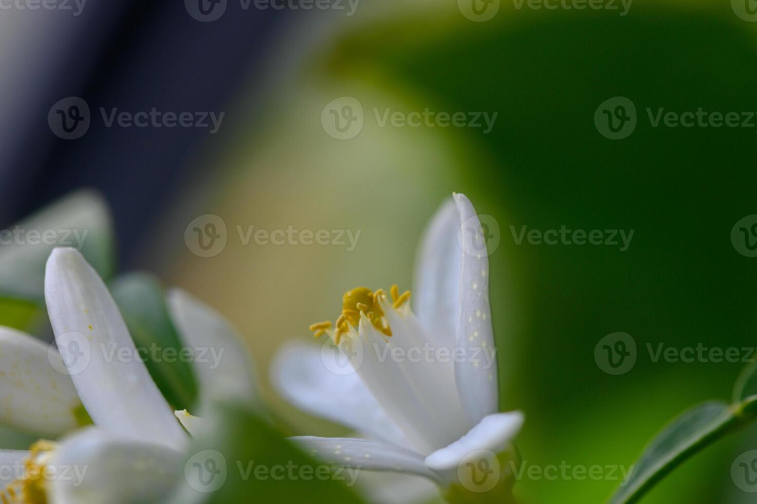 Delicate white citrus blossoms revealing their intricate beauty in the warm light of a sunny afternoon photo