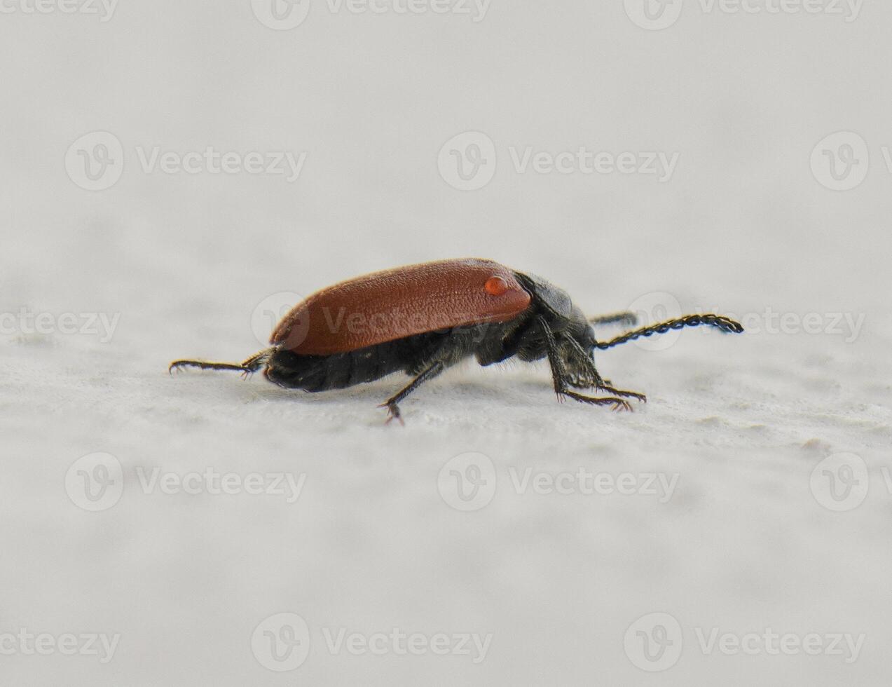Intricate details of a beetle captured on a smooth surface in natural light during a serene afternoon photo