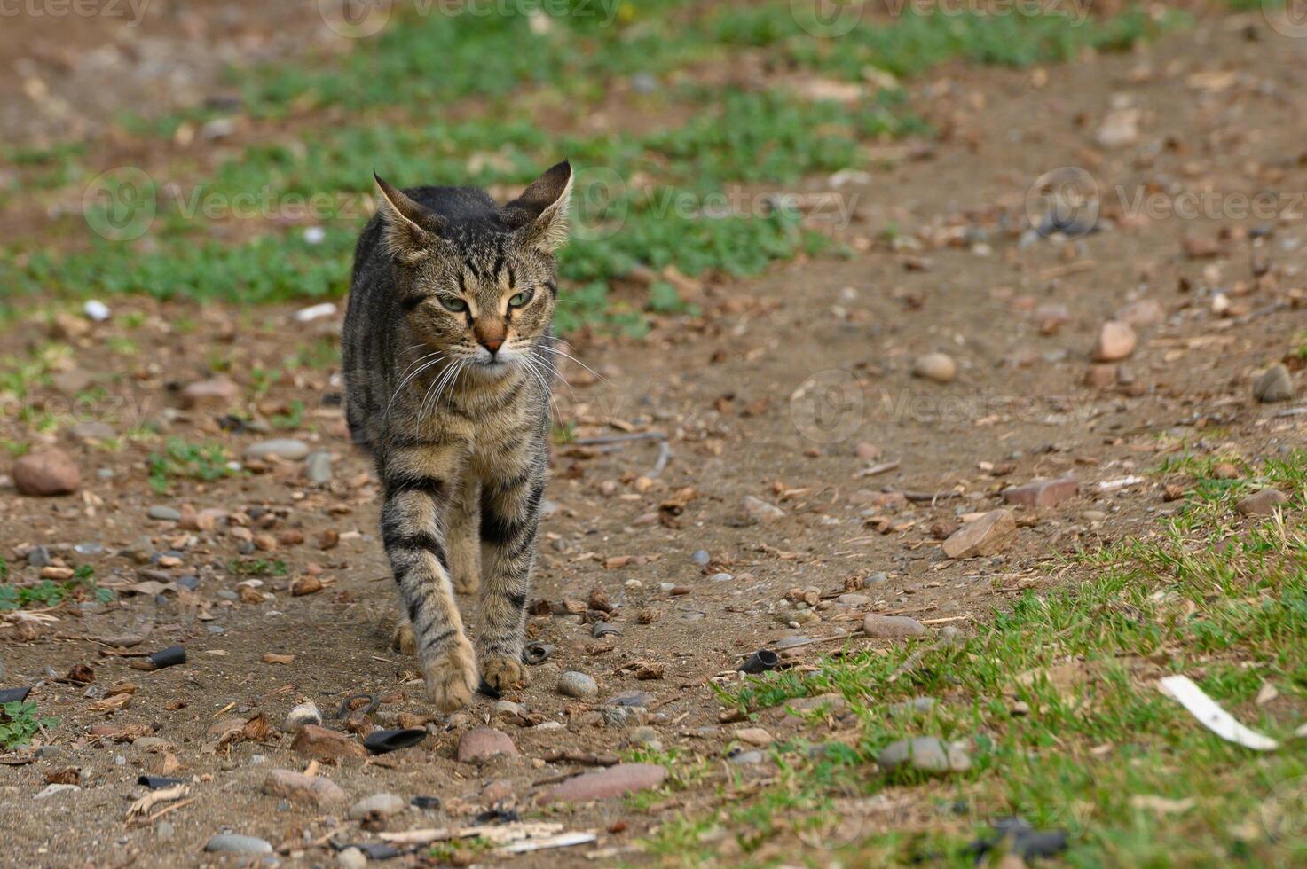 Stray cat explores a rustic path surrounded by nature in an afternoon light photo