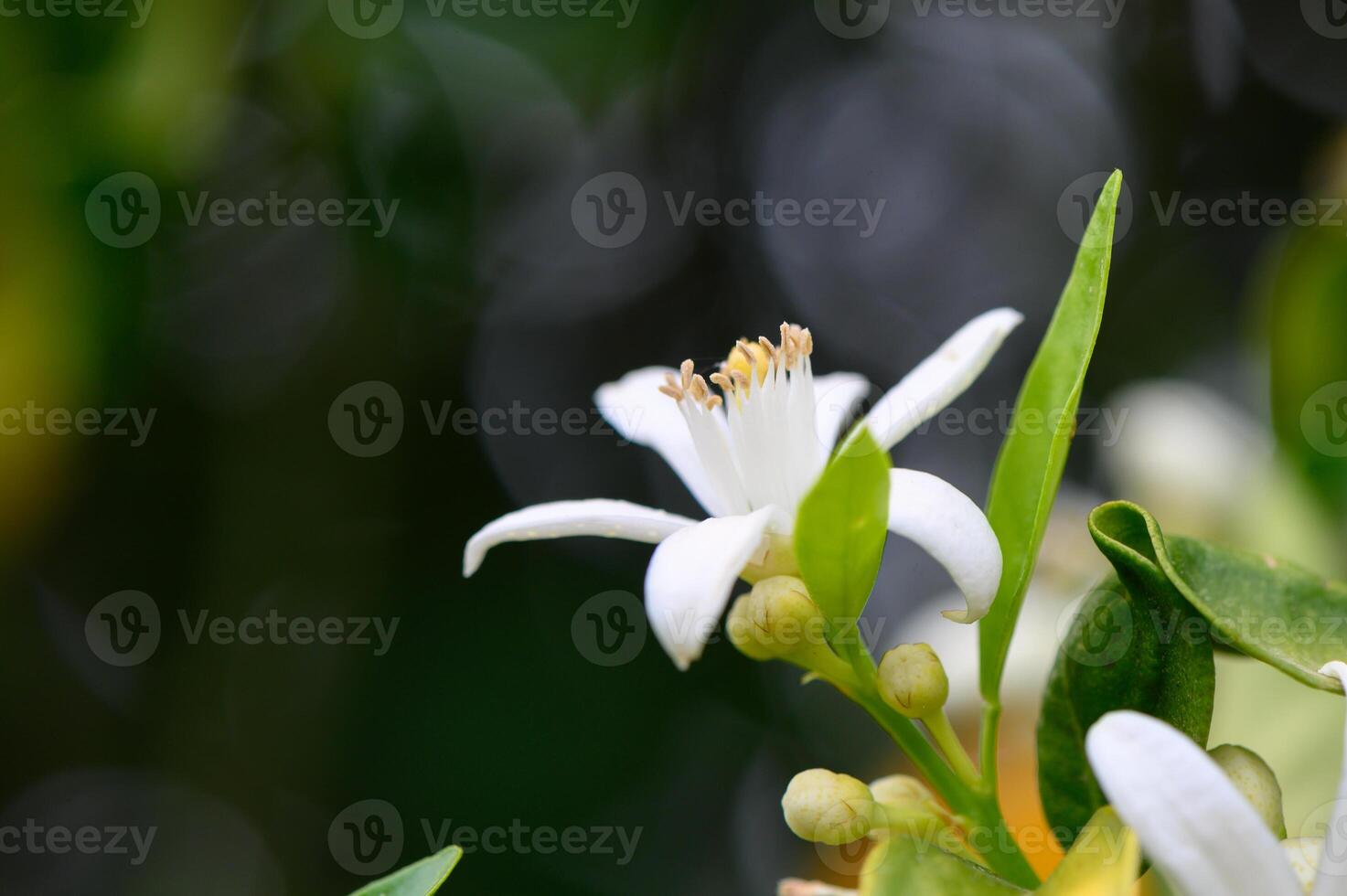 Delicate white citrus blossom in the morning light surrounded by lush green leaves photo
