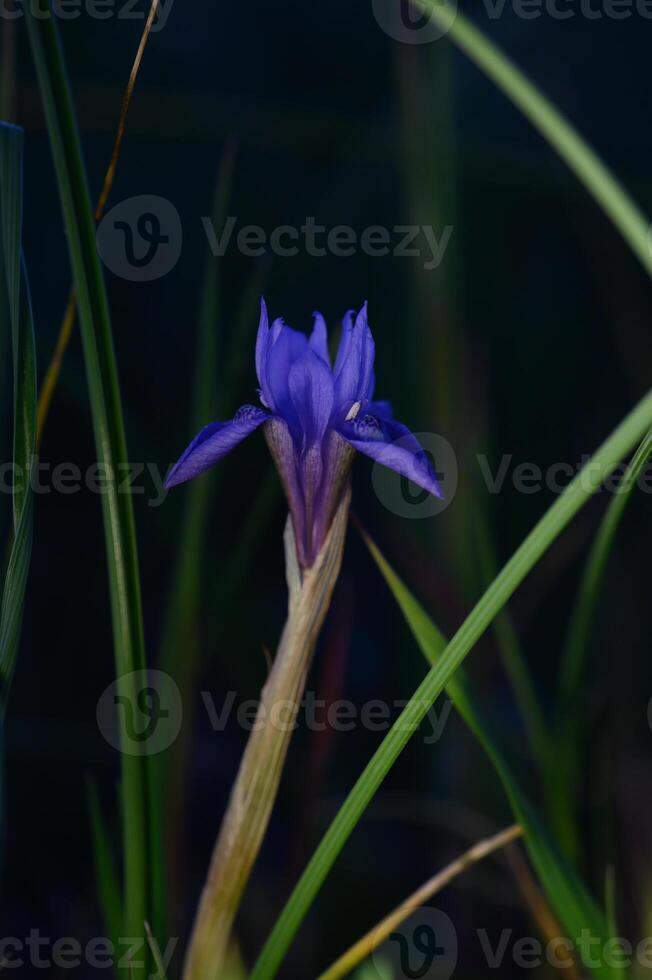 Vibrant violet flower stands tall amidst green grasses in a serene natural setting at dusk, showcasing the beauty of nature's palette photo