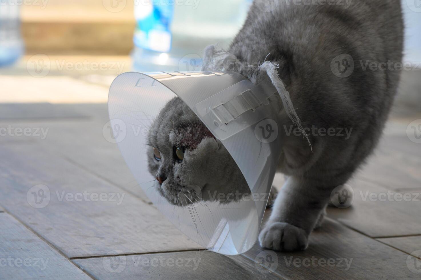 Cat wearing a cone exploring the living room after a vet visit in warm afternoon light photo