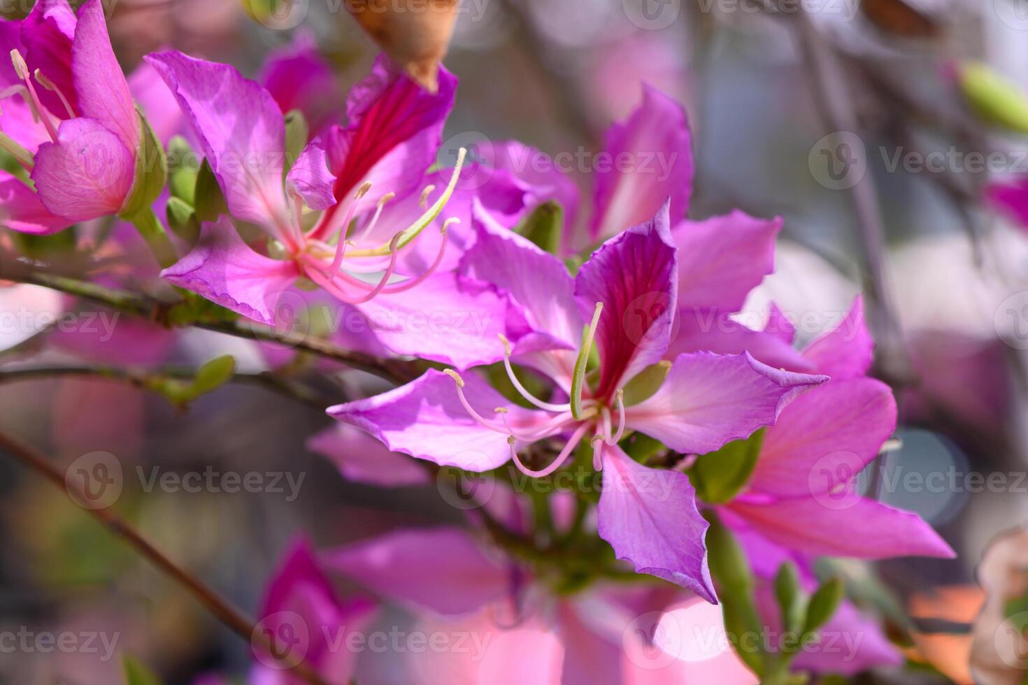 Vibrant pink blossoms bloom under the warm spring sun, bringing life to a serene garden in full bloom photo