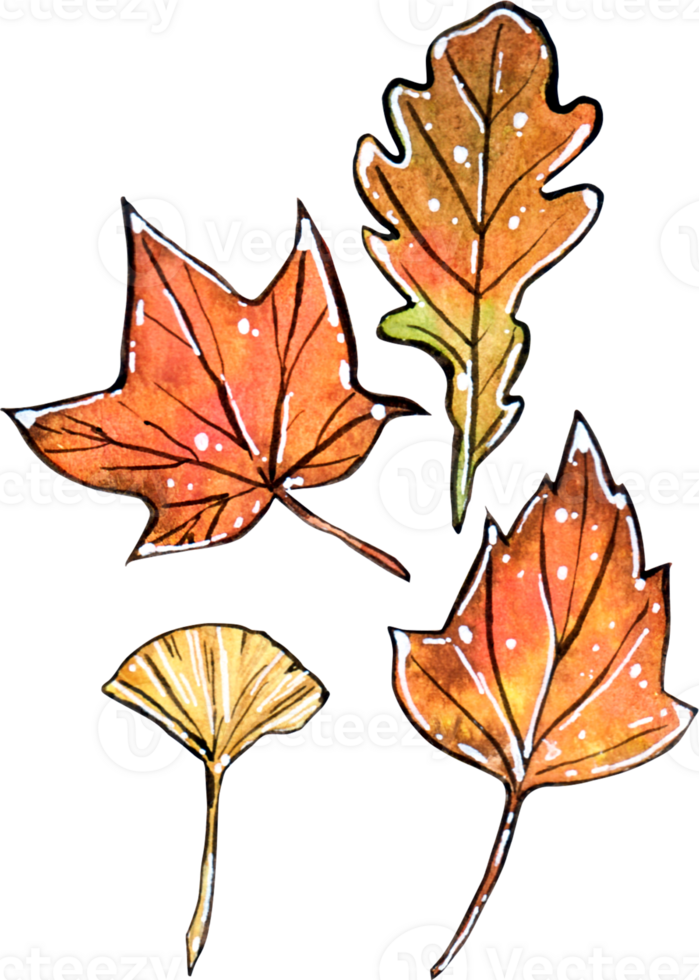 A delicate watercolor illustration of four autumn leaves in warm shades of orange brown and yellow png