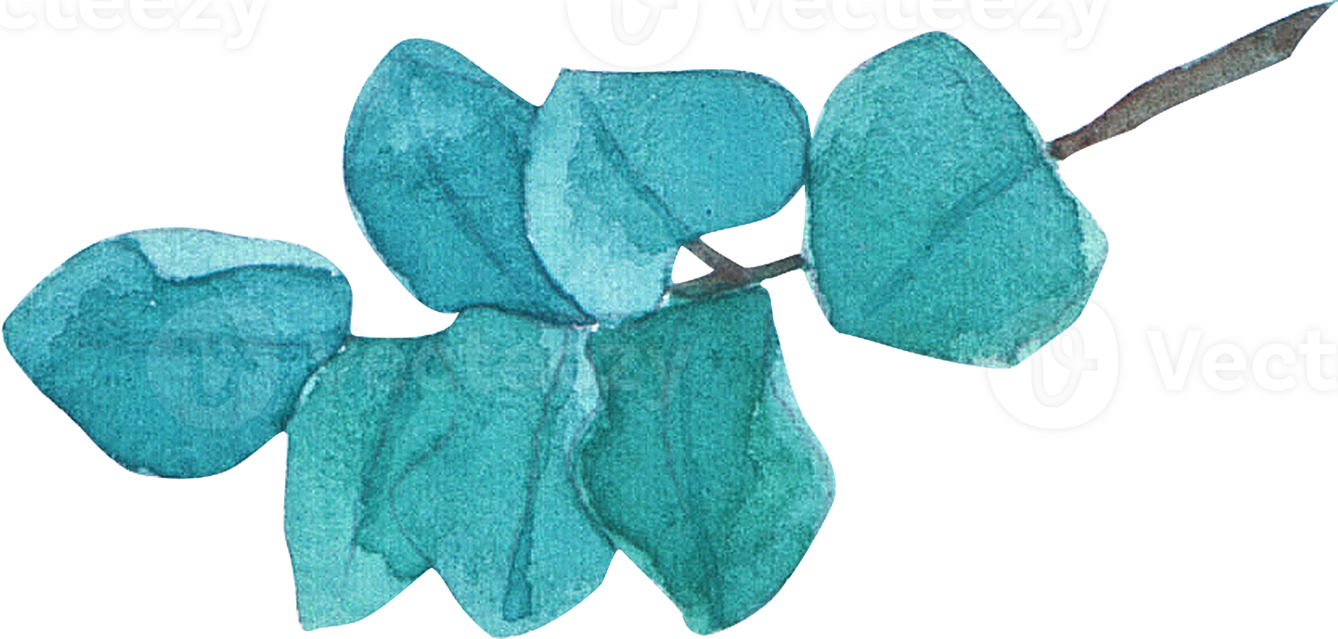 A delicate watercolor illustration of a eucalyptus branch with blue green leaves png