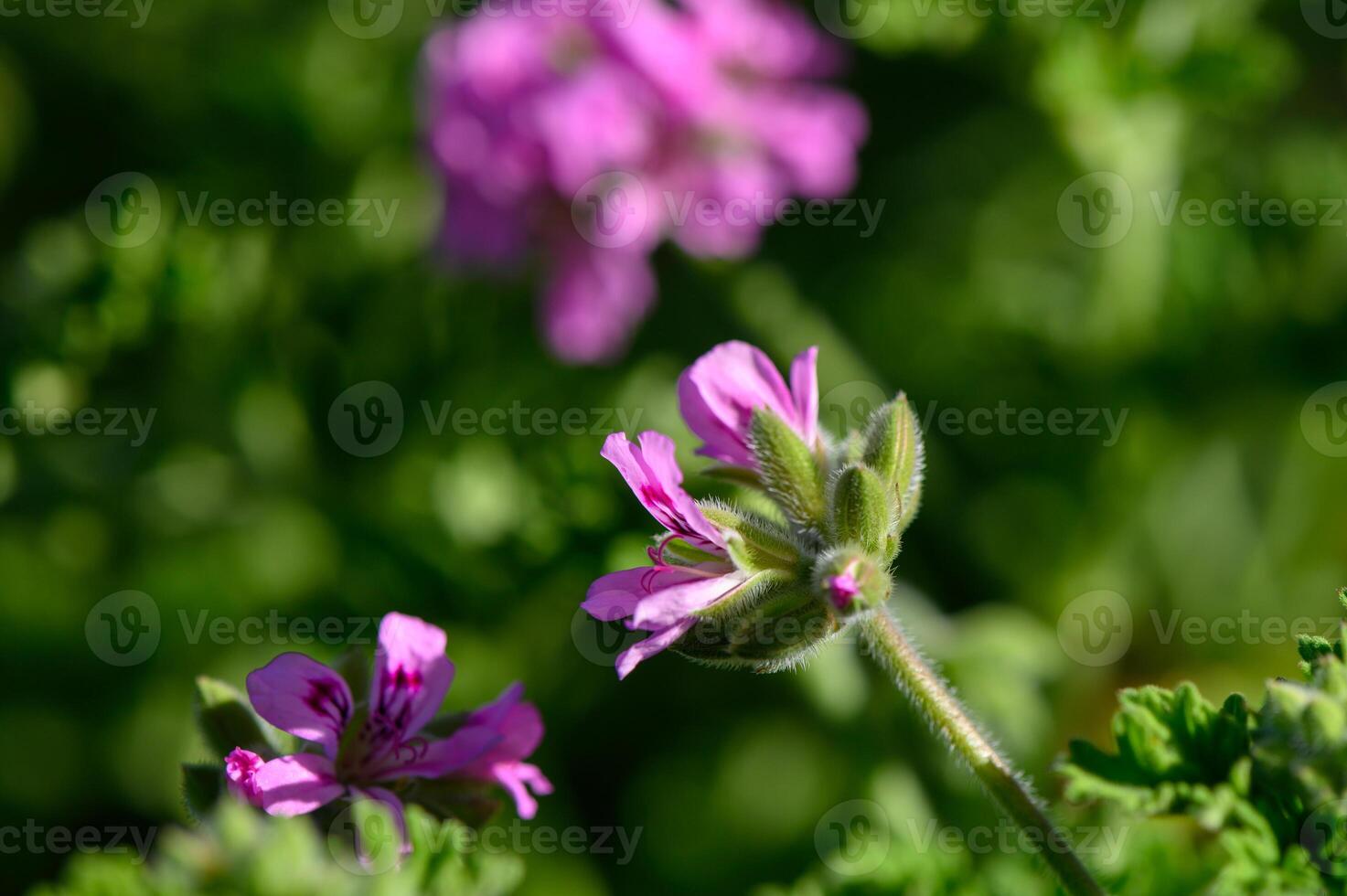 Delicate pink flowers bloom amidst vibrant green foliage in a sunny garden photo