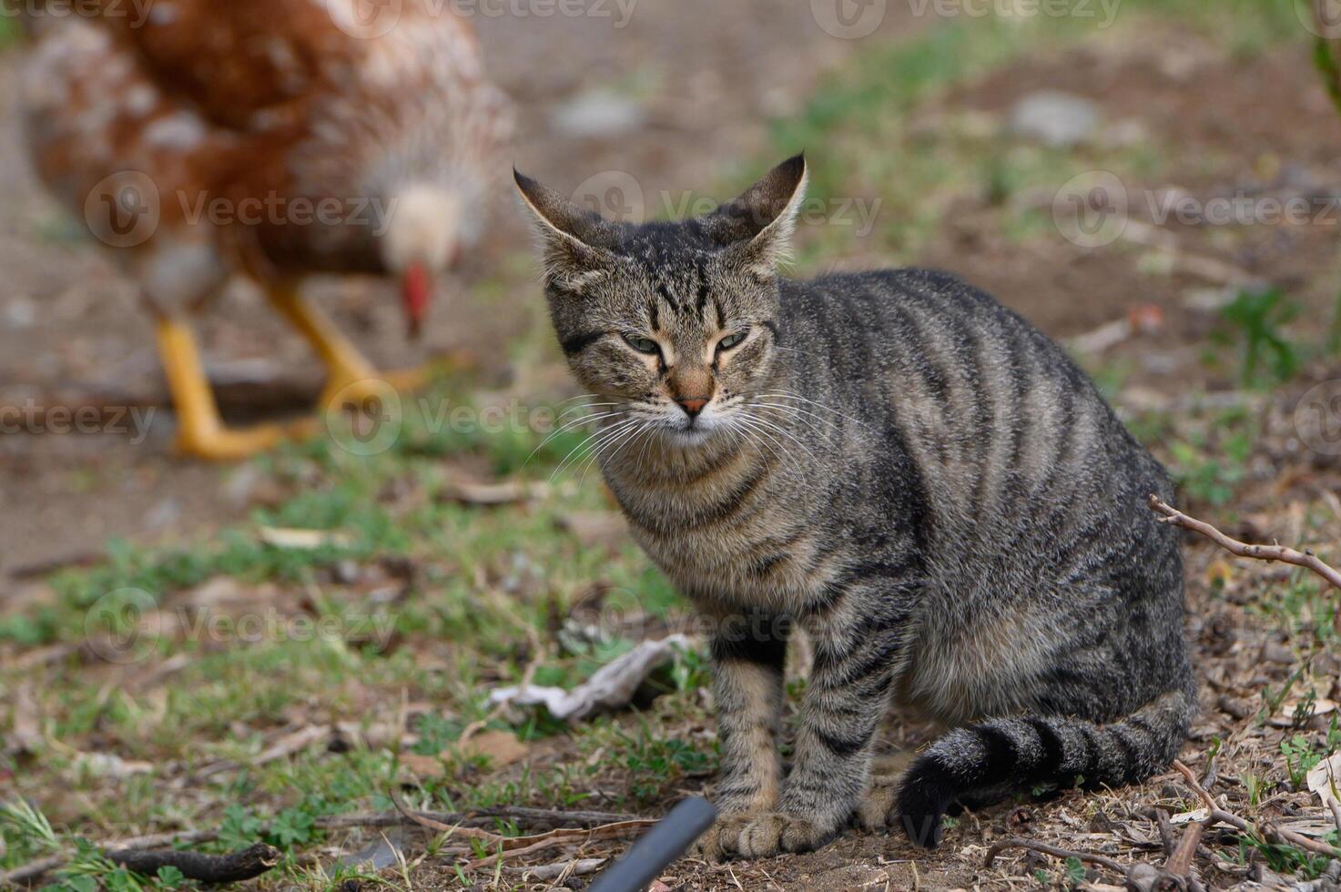 Curious tabby cat watches a hen forage in a serene garden at twilight with gentle sounds of nature all around photo