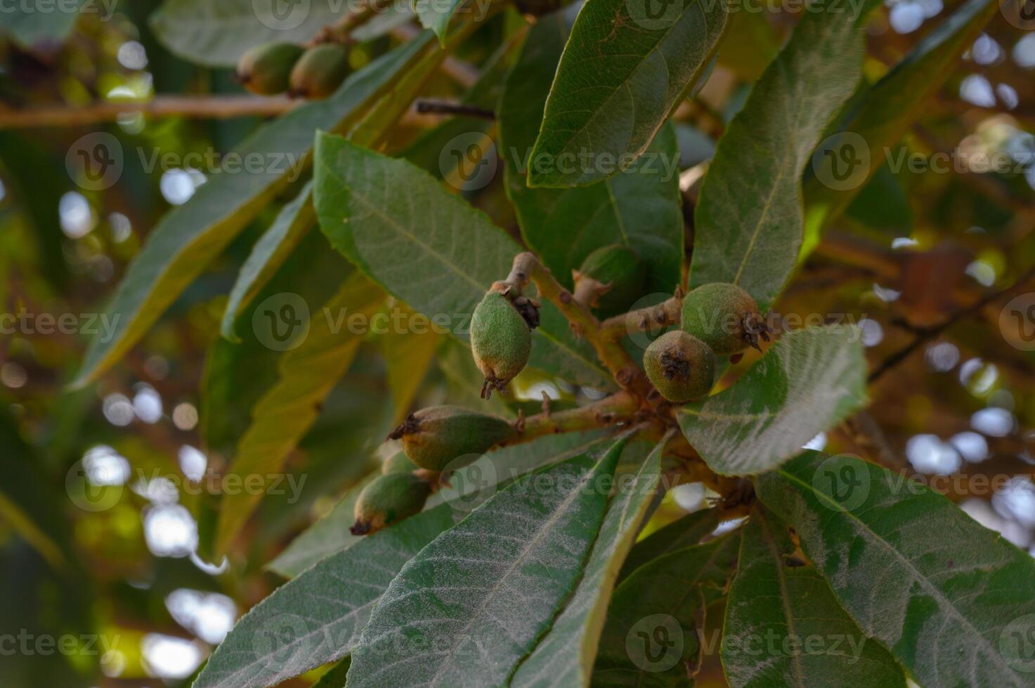 Developing fruits nestled among lush green leaves on a warm afternoon in serene photo