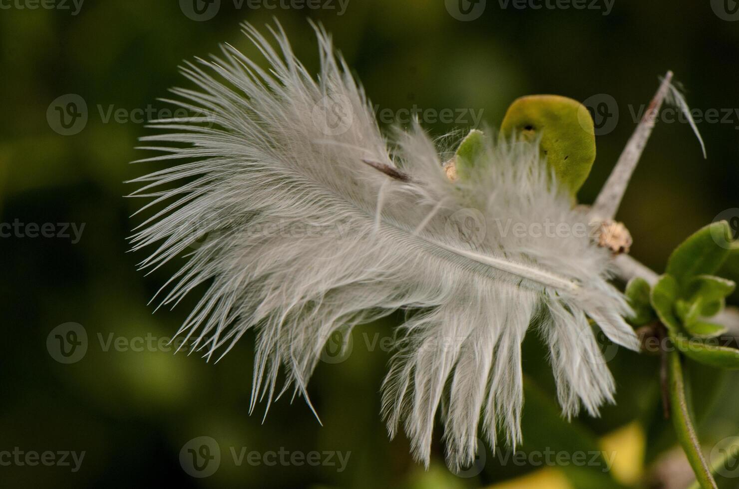 Delicate feathers glistening in the morning light while resting on vibrant green leaves in a lush forest setting photo