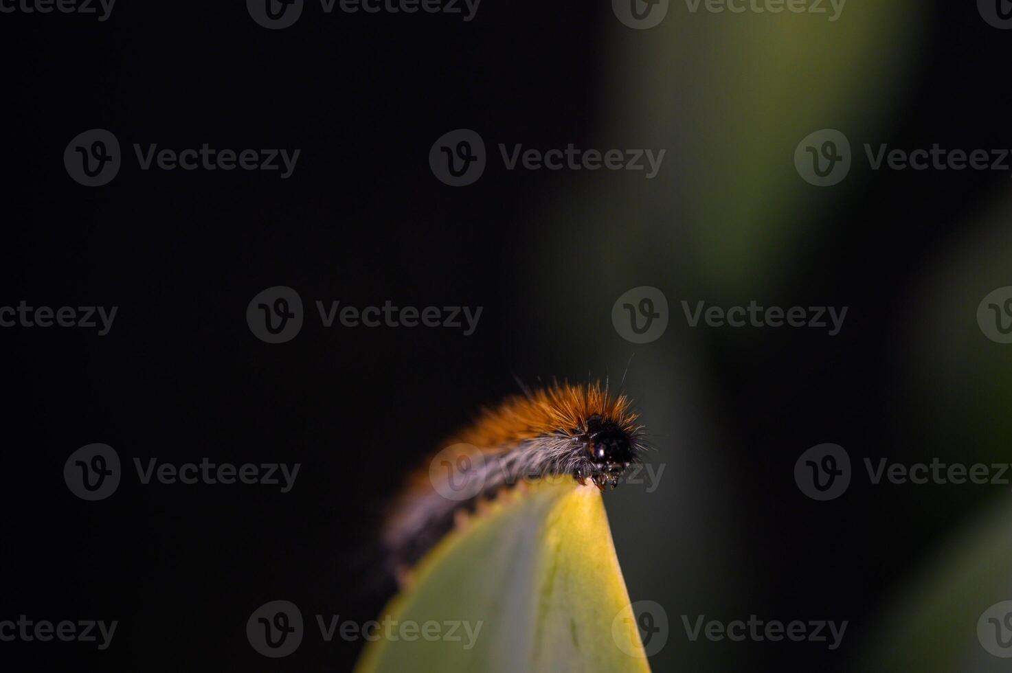 Delicate caterpillar gracefully navigates the edge of a leaf in a lush tropical setting during twilight hours photo
