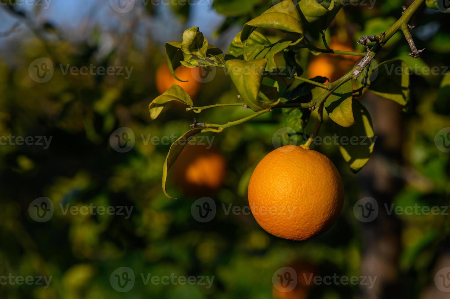 Sunlit orchard reveals vibrant orange fruit hanging gracefully from lush green photo