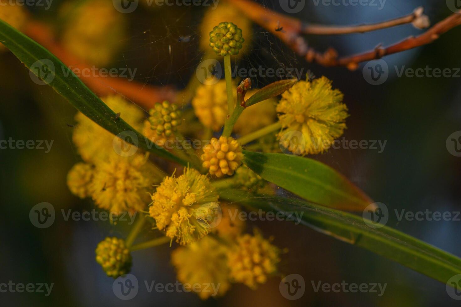 Bright yellow blossoms add vibrancy to the botanical landscape during a serene evening in nature photo