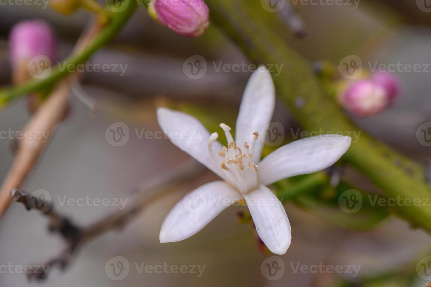 Blooming citrus flower captures delicate beauty amidst budding buds in a tranquil garden at dawn photo