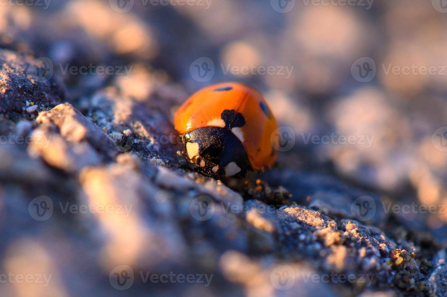 Ladybug crawls across textured ground during golden hour, showcasing vivid colors and delicate details of nature's wonders photo