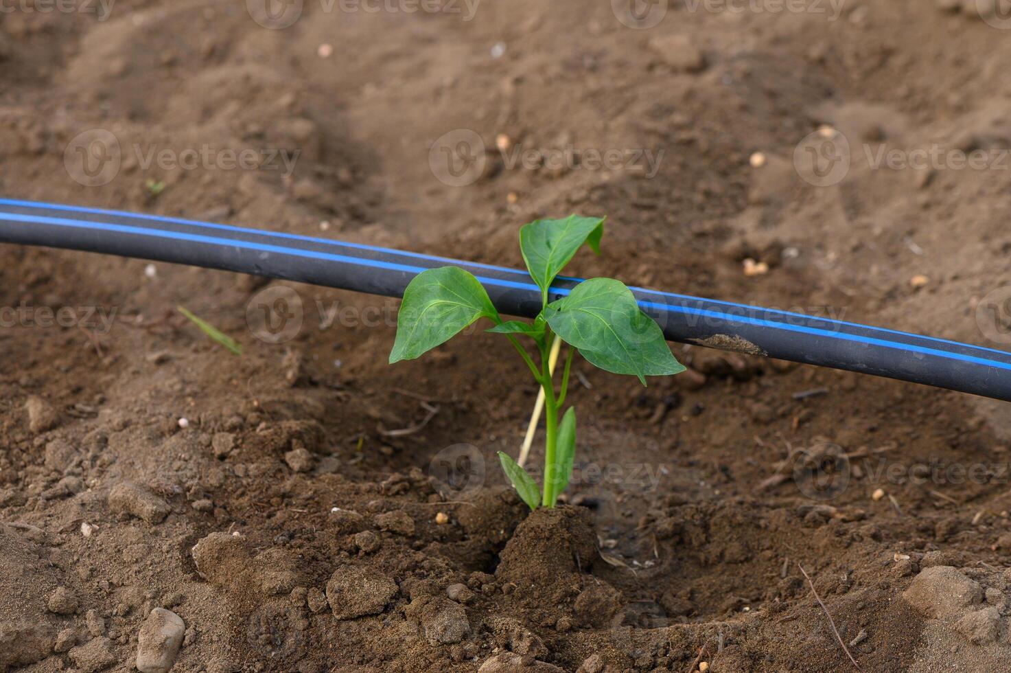 New plant sprouts beneath irrigation tubing in a fresh garden bed during early spring planting season photo