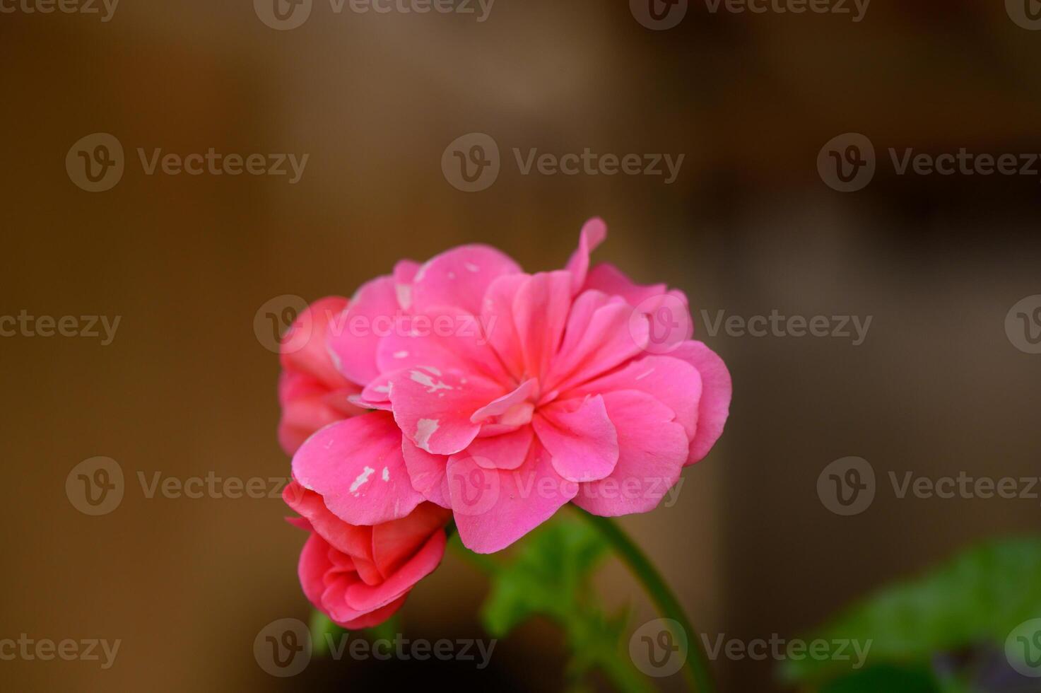 Blooming pink geranium flowers brighten up the garden in the warm afternoon sunlight of spring photo