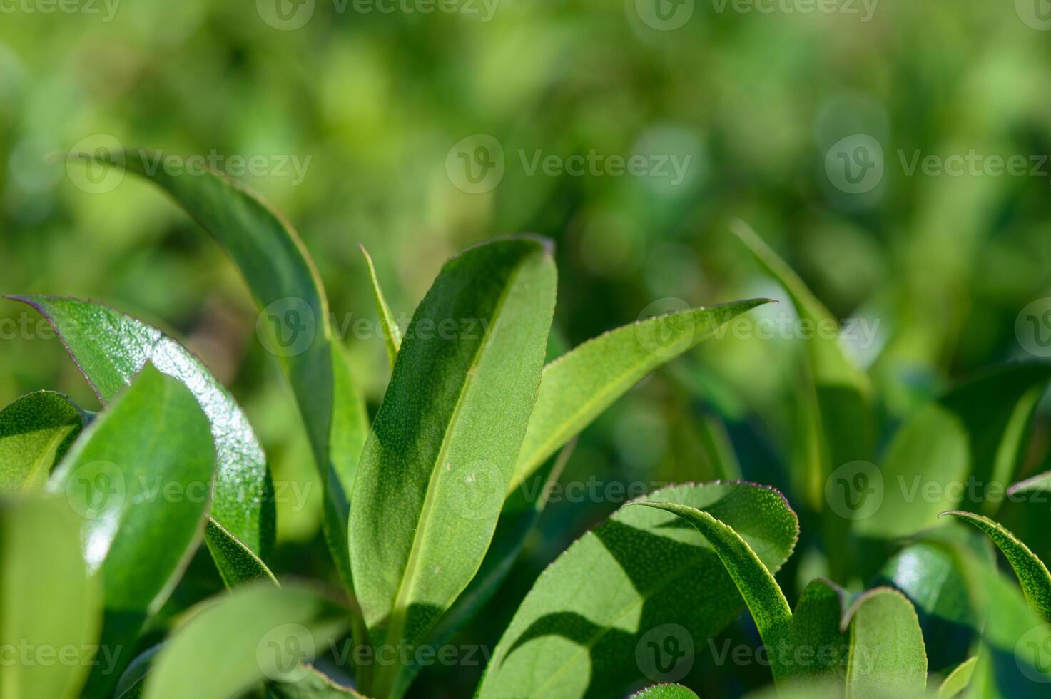 Lush green tea leaves glisten in the sunlight during a serene afternoon in a tranquil garden setting photo