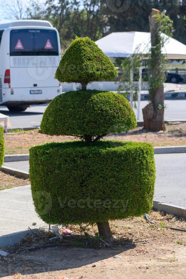 Unique topiary art creates a striking focal point in a sunny roadside garden photo