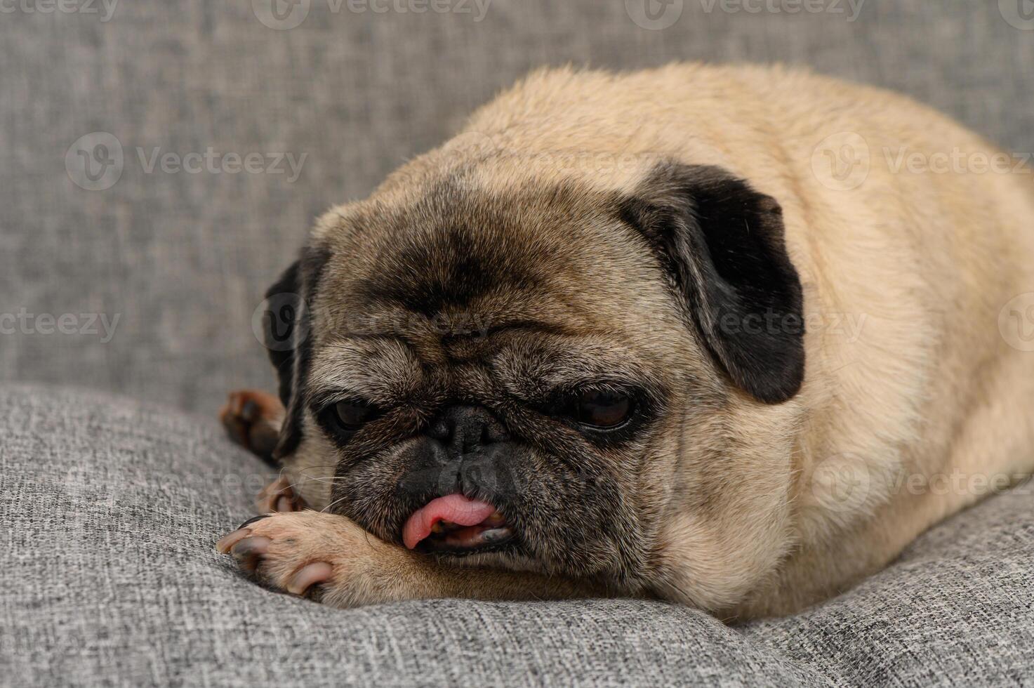 Pug relaxing on a cozy gray sofa, capturing the essence of tranquility in a homey atmosphere photo