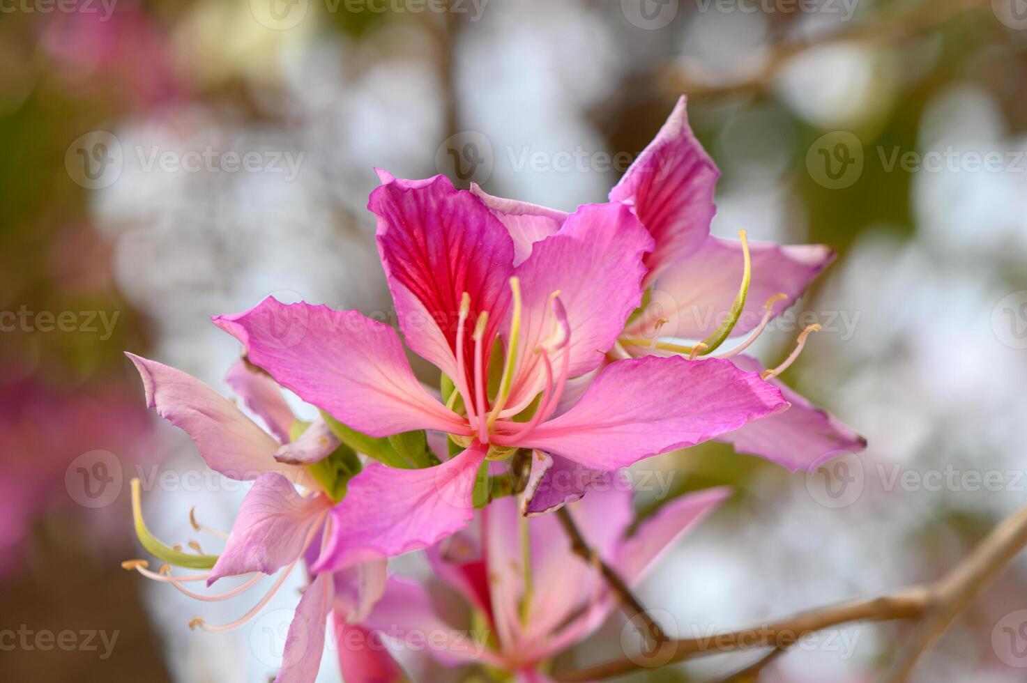 Blooming pink flowers capture the essence of springtime in a vibrant garden setting photo