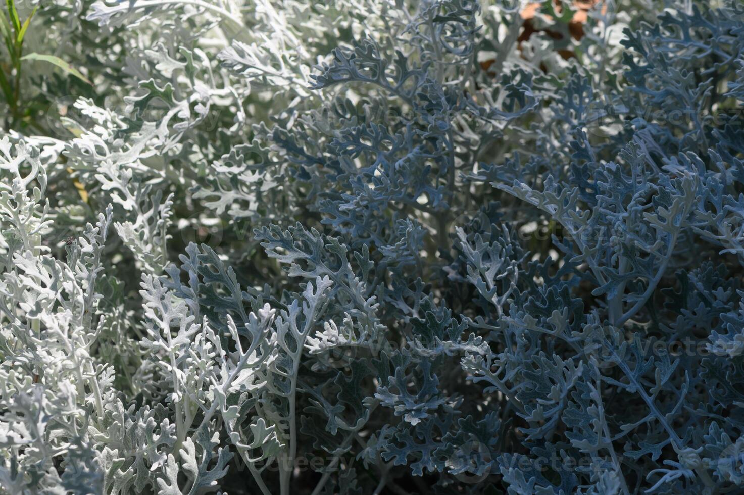 Exploring the delicate textures of silvery foliage in a sunlit garden on a warm afternoon photo