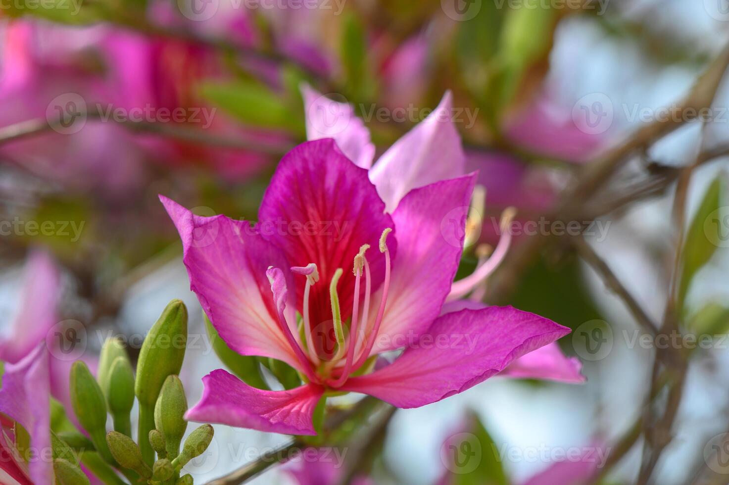 Vibrant blossoms of the beautiful purple flower enjoying sunlight in a lush garden during the warm afternoon hours photo