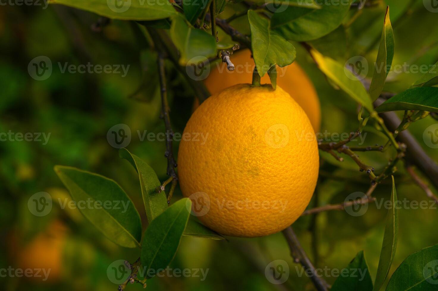 Bright oranges hanging from vibrant green branches in a sunlit orchard during autumn's harvest season photo