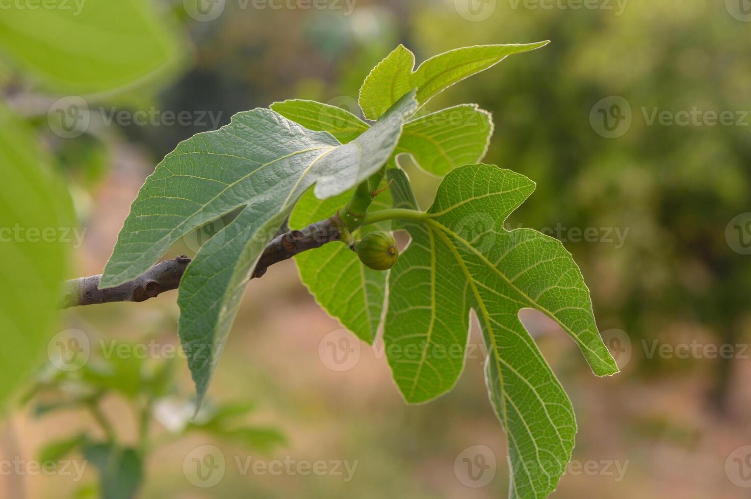 Sunlit fig tree leaves with fruits emerging in a garden during late afternoon hours photo