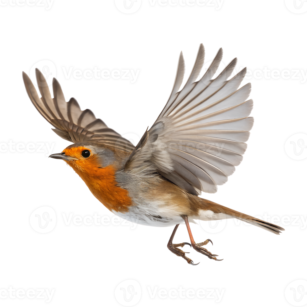 A European Robin in mid-flight isolated on Transparent Background png