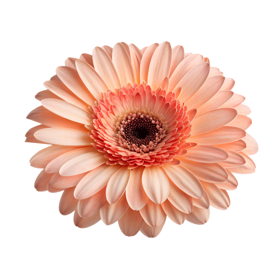 Pink Gerbera Flower isolated on Transparent with clipping path png