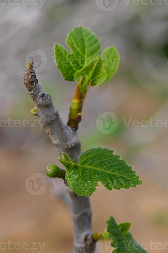 Fresh green fig leaves emerging from a branch under the warm sun in a tranquil outdoor setting photo