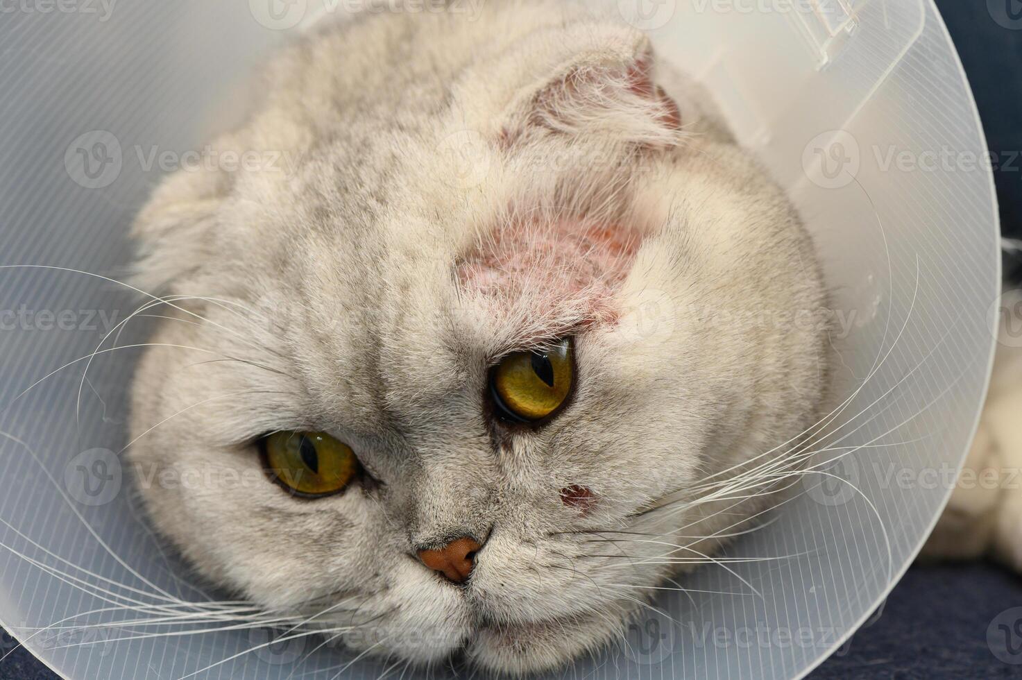 Charming gray cat with a cone on its head relaxing indoors after a playful day photo