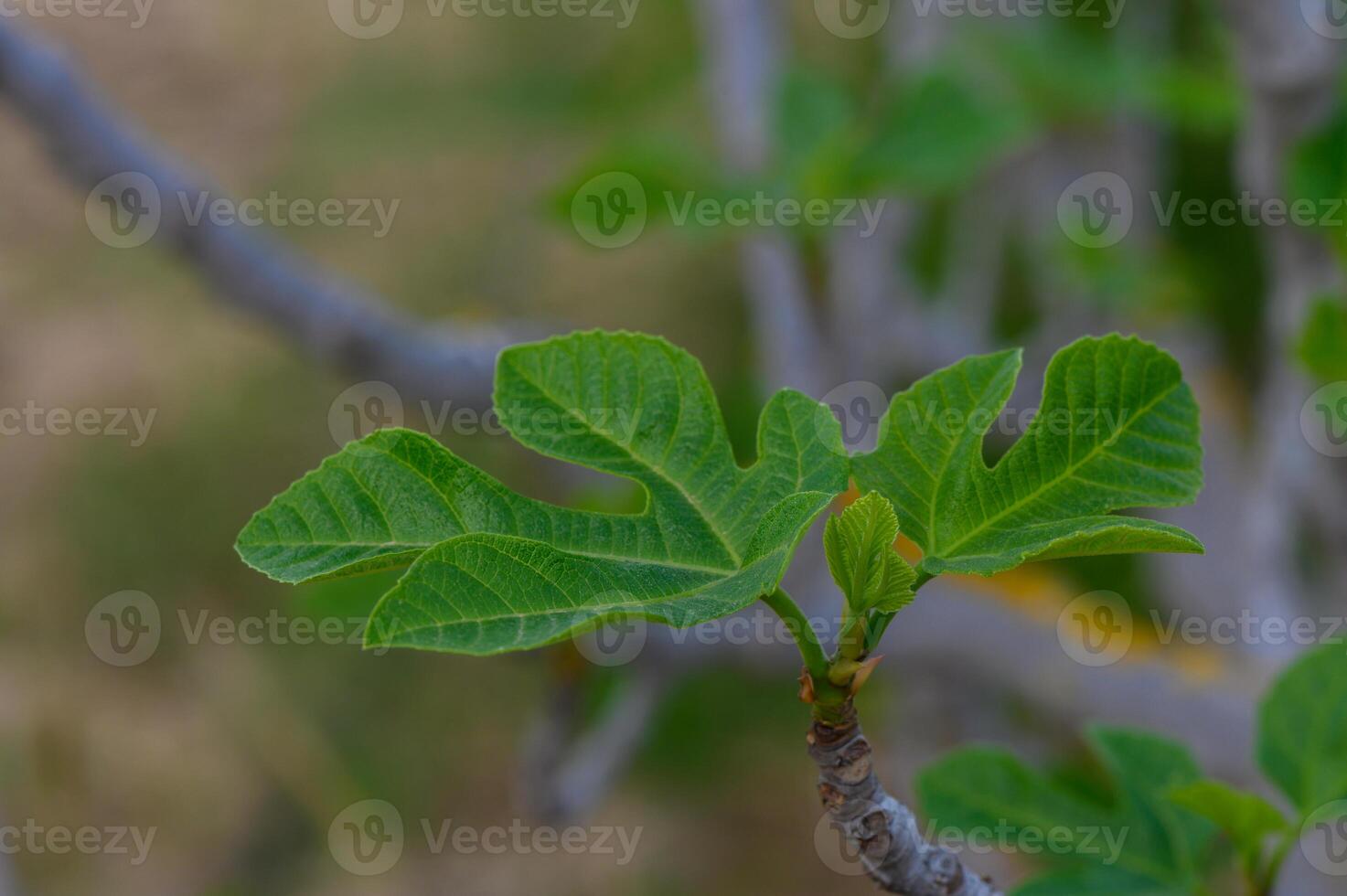 Green fig leaves unfurling under the warm sun in a tranquil garden during early spring photo