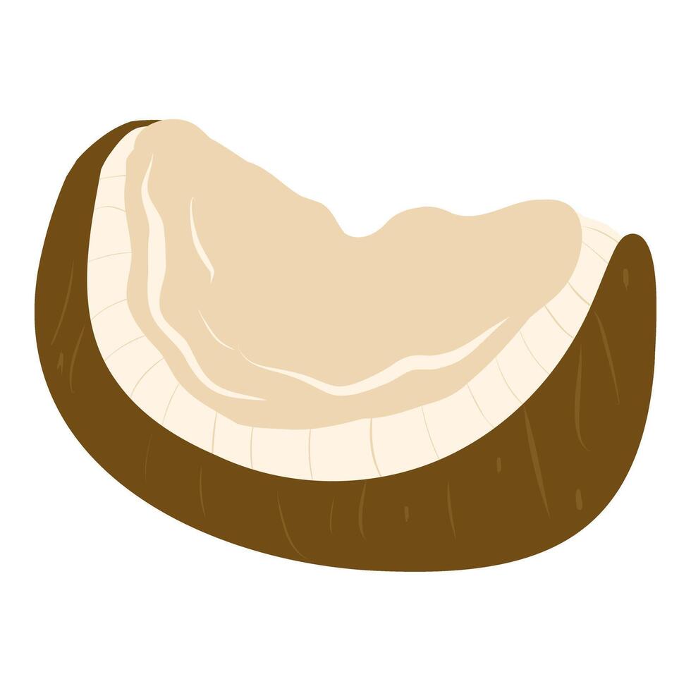 Coconut piece illustration, Coconut fruit. Tropical fruit icon for cards, designs, invitations, logos vector