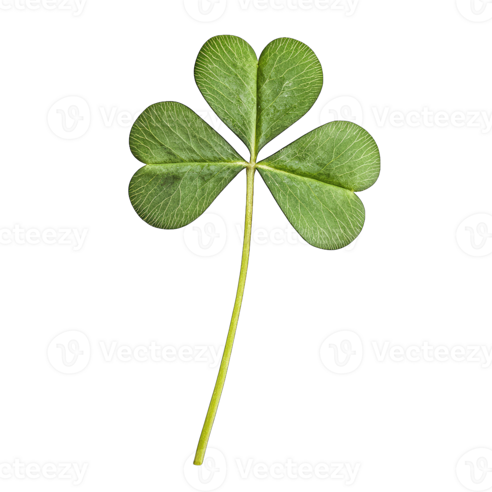 Three leaf clover shamrock st patricks day luck irish symbol isolated on isolated macro closeup png