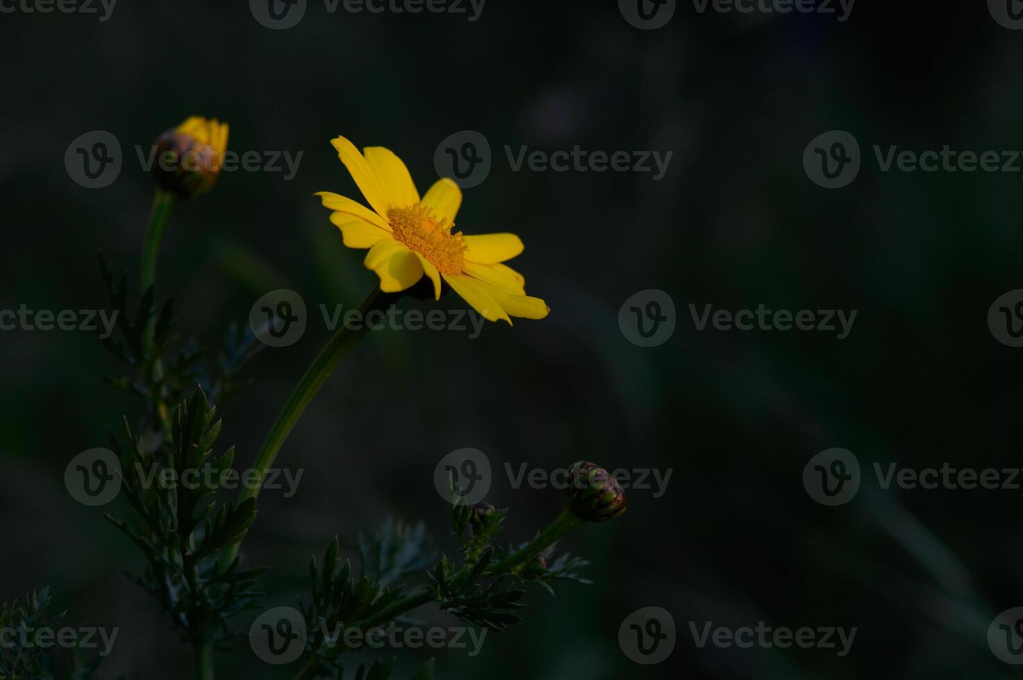 Bright yellow flower stands out against a dark background in a serene garden setting during early evening hours photo