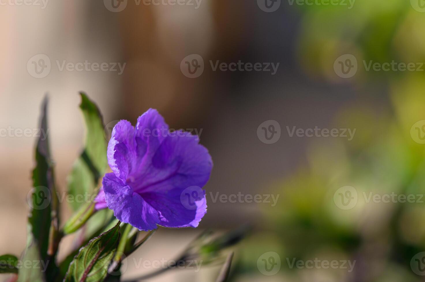 Delicate purple flower blooms brilliantly in sunlit garden during warm afternoon hours photo