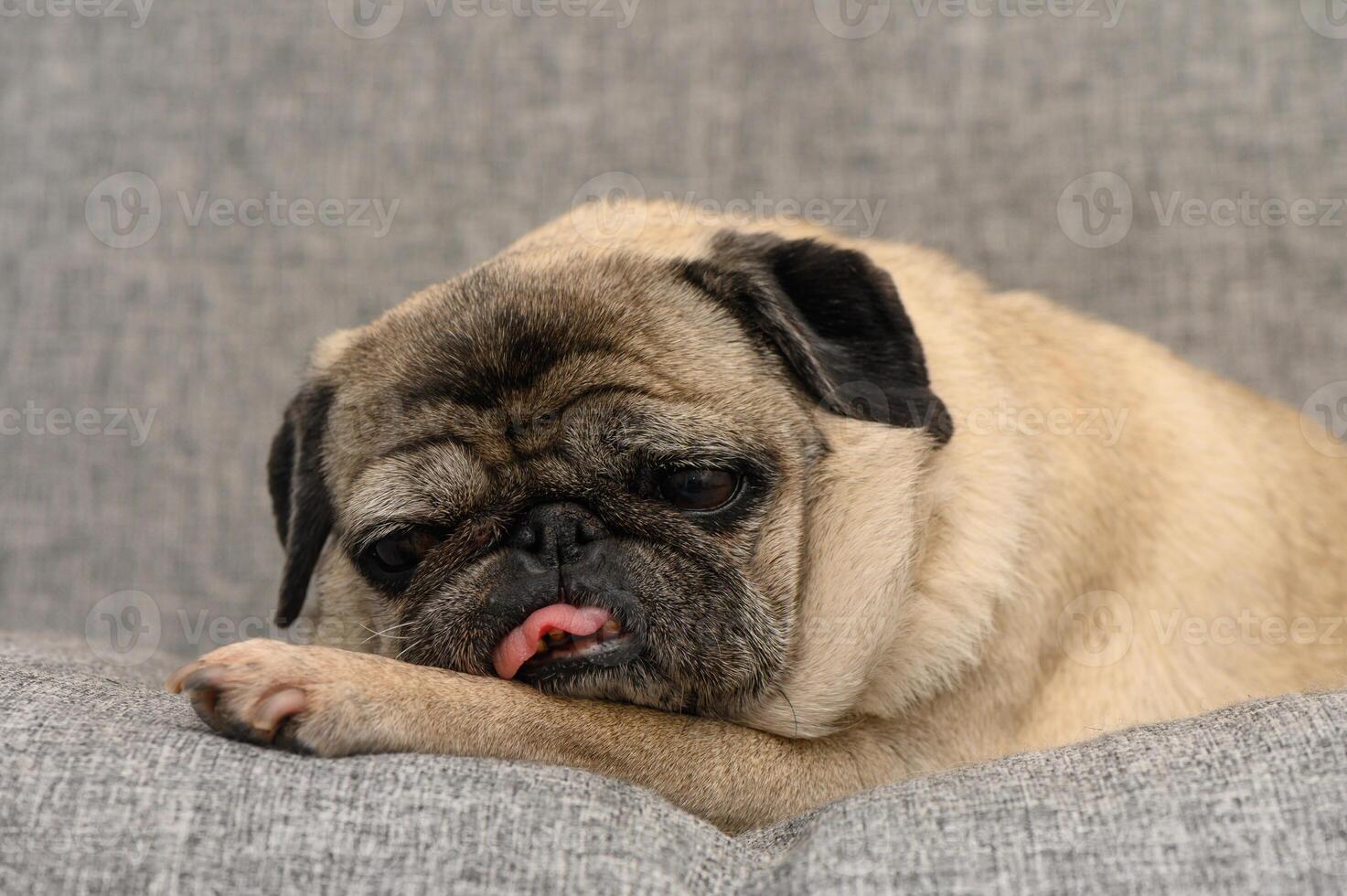 Sleepy pug resting on a cozy couch with an adorable expression while licking its nose in a peaceful indoor setting photo