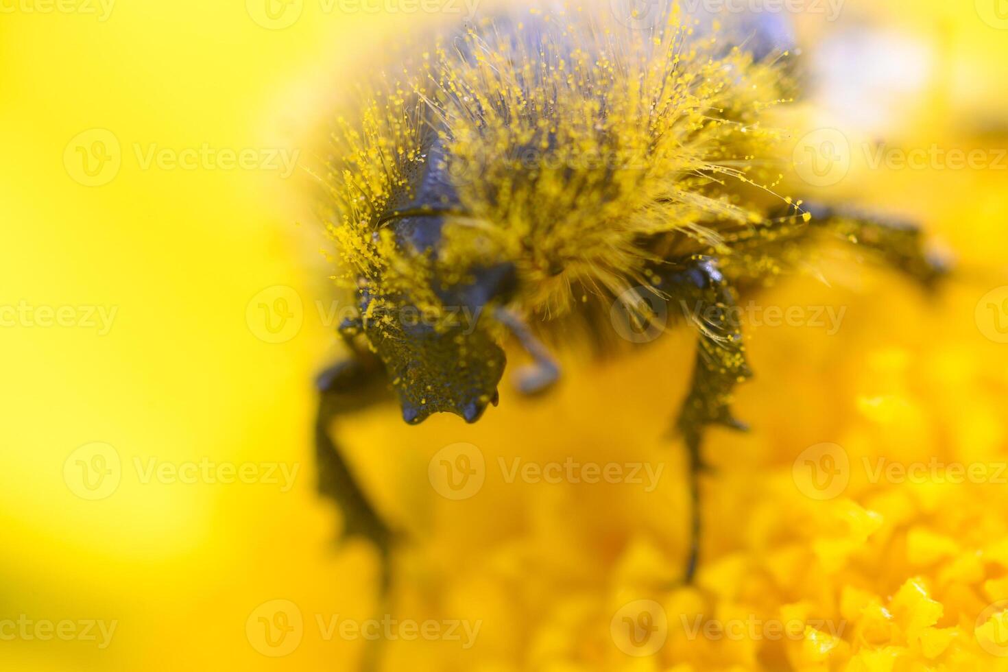 Bumblebee collecting pollen from a vibrant yellow flower in a sunlit garden during a warm spring afternoon photo