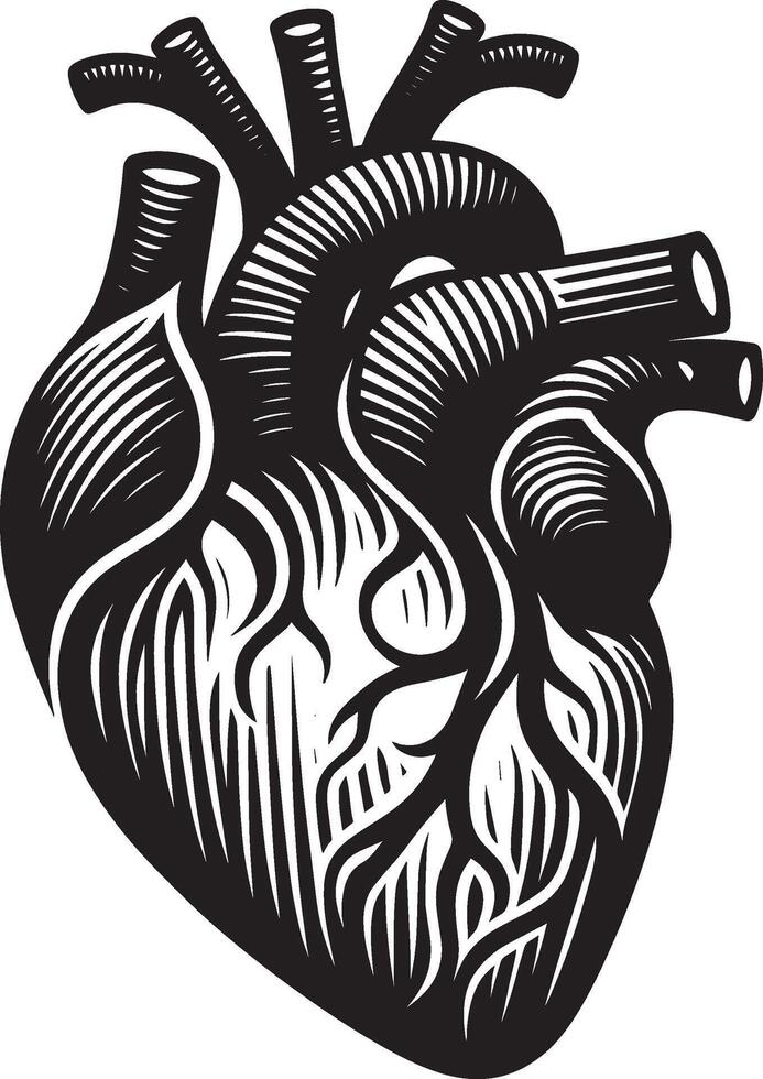 An illustration of a human heart vector