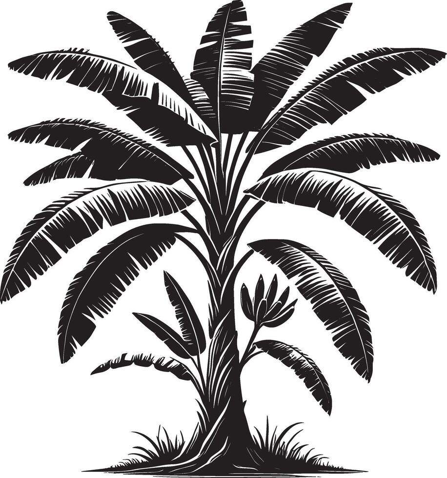 A black and white drawing of a banana tree vector
