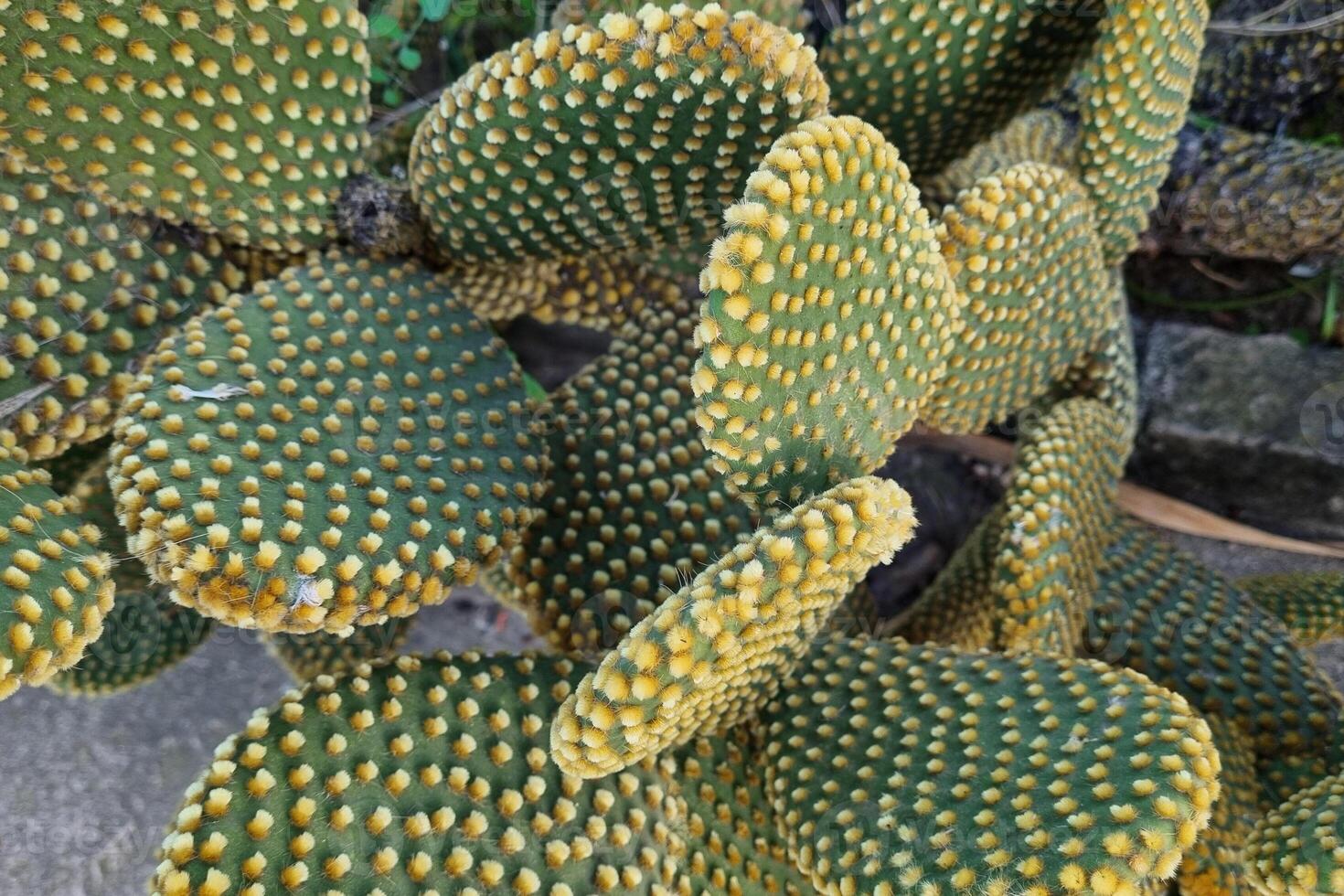 Close-Up of Prickly Pear Cactus Pads in Natural Garden Setting photo