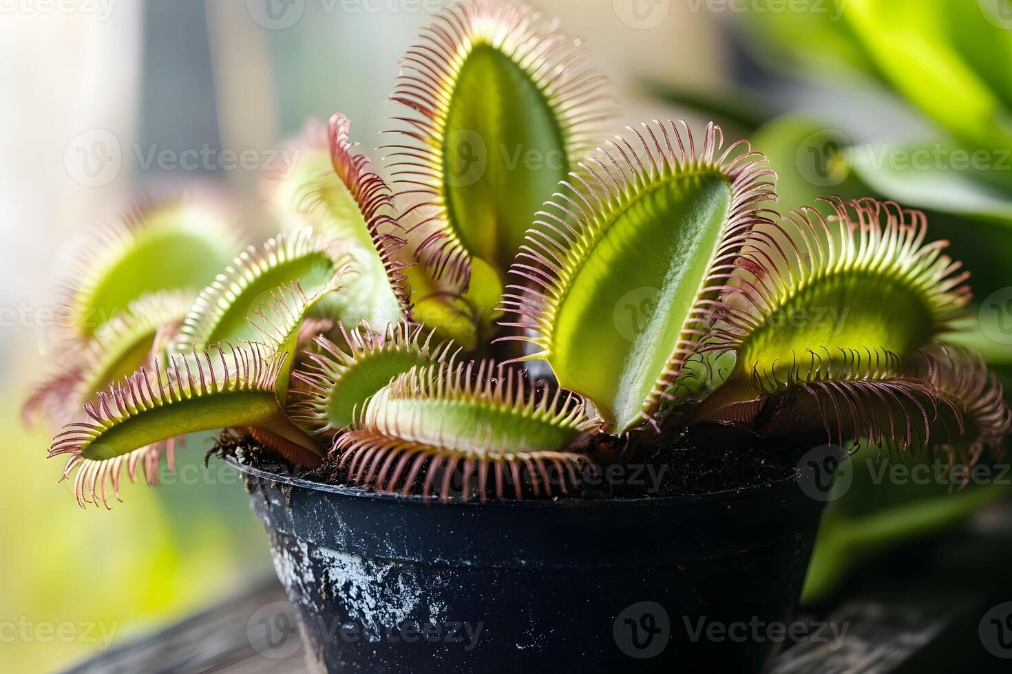 Vibrant Venus Flytrap in Black Pot for Nature and Gardening Designs photo