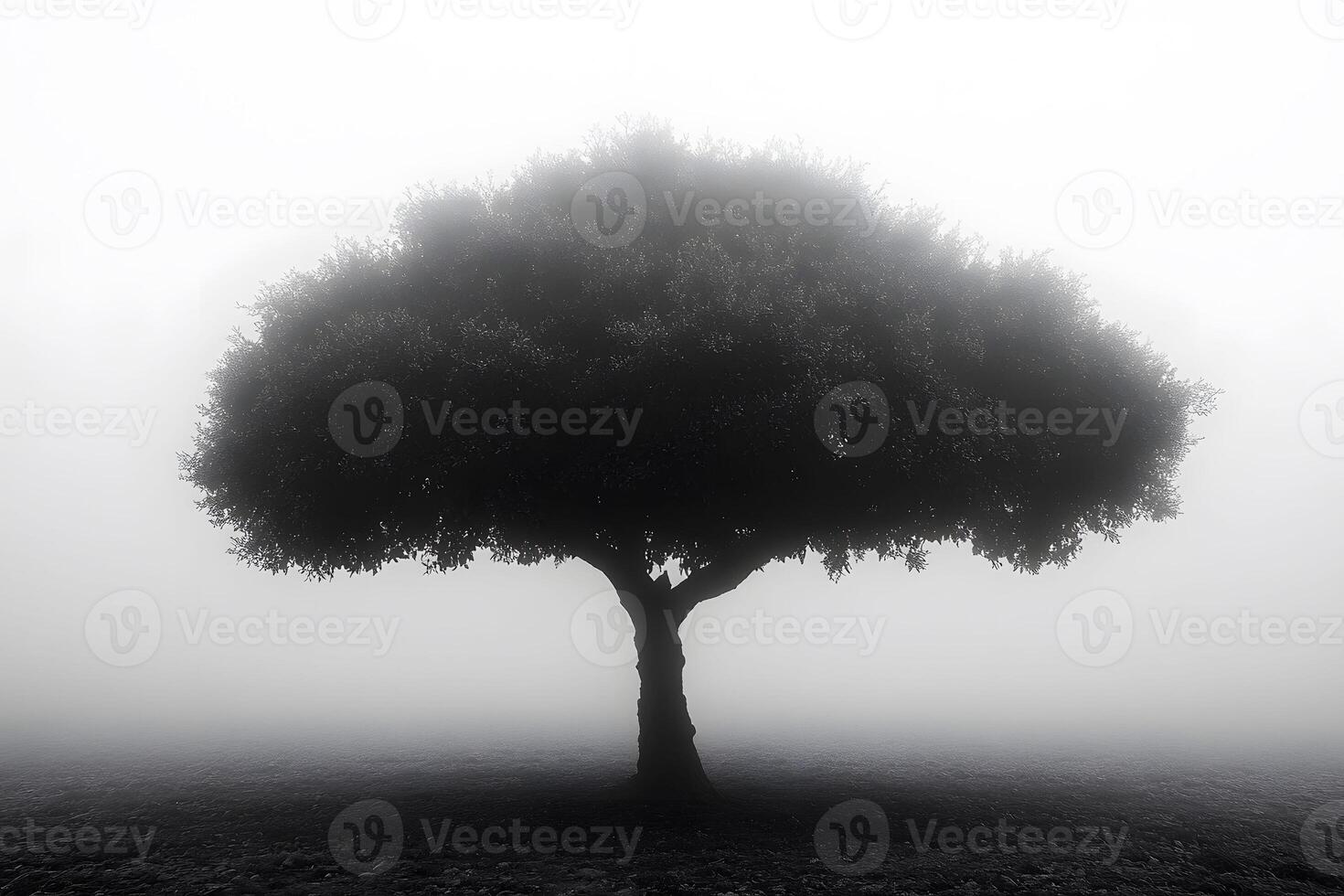 Lone Tree in Mystical Fog Landscape - Nature's Elegance for Tranquil Designs photo